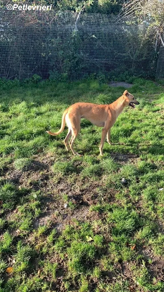 Kevin adozione levrieri greyhound 11