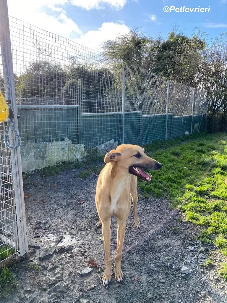 Kevin adozione levrieri greyhound 12