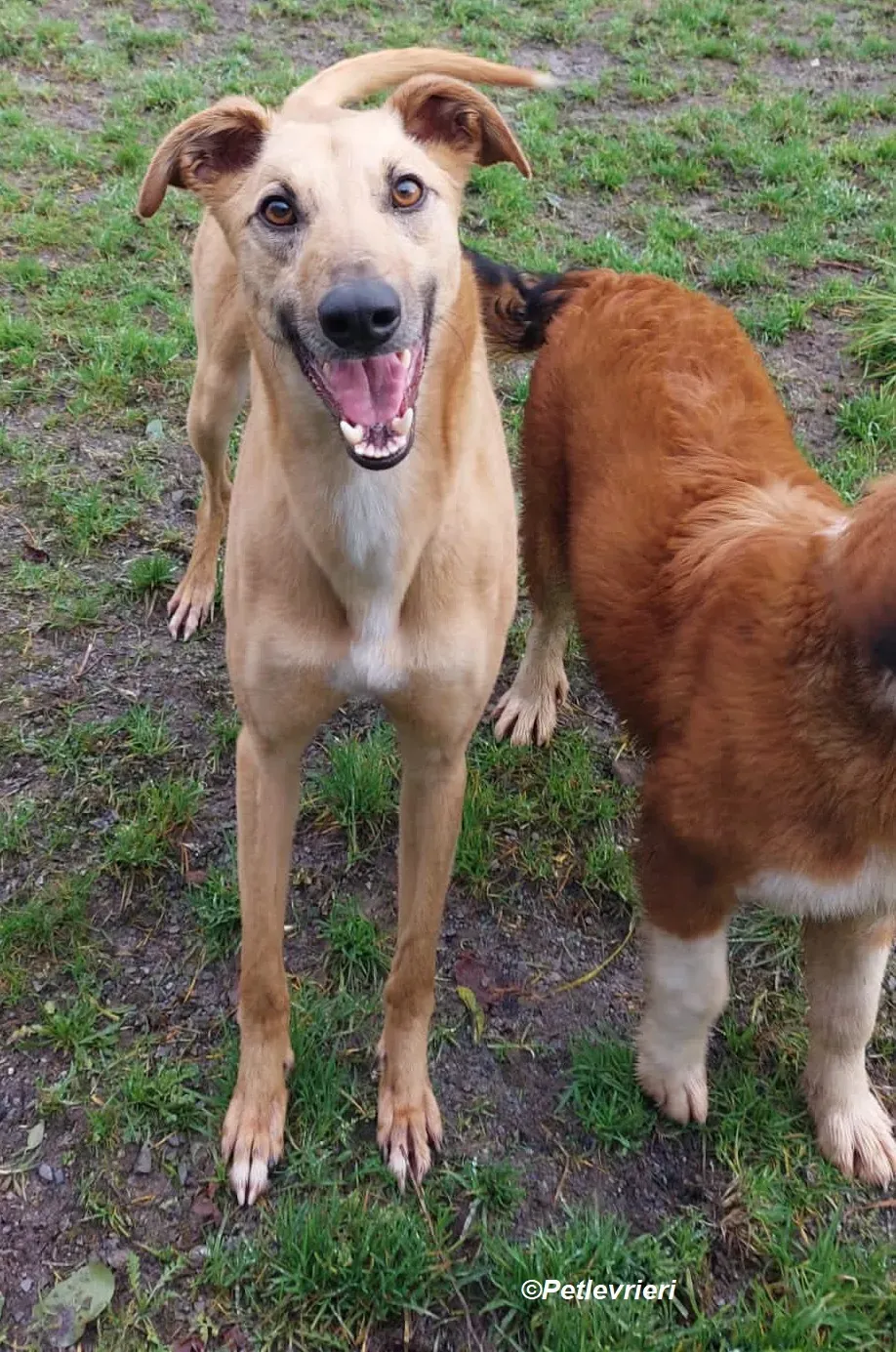 Kevin adozione levrieri greyhound 13