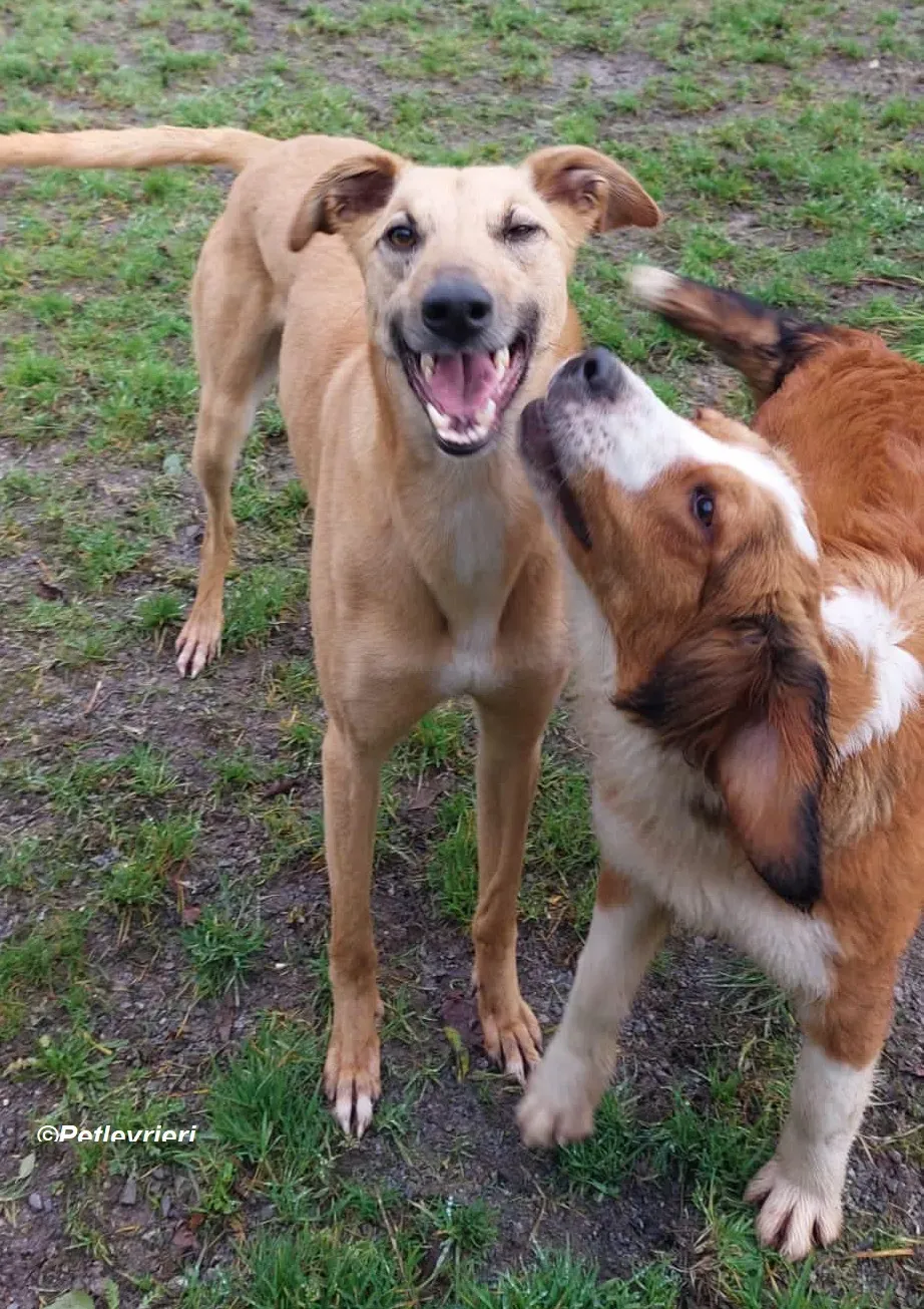 Kevin adozione levrieri greyhound 14