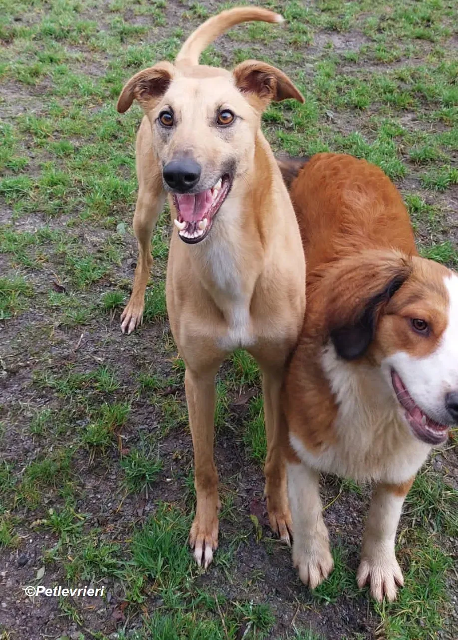 Kevin adozione levrieri greyhound 15