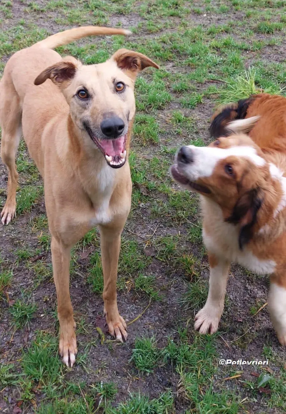 Kevin adozione levrieri greyhound 16