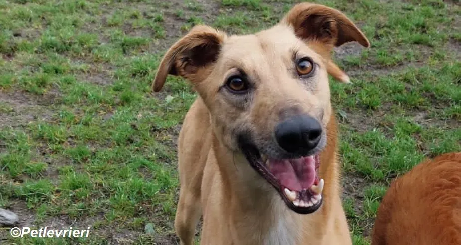 Kevin adozione levrieri greyhound 17