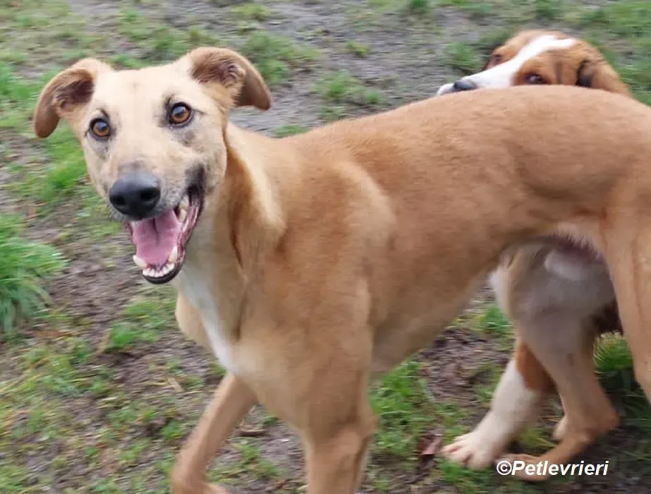 Kevin adozione levrieri greyhound 18