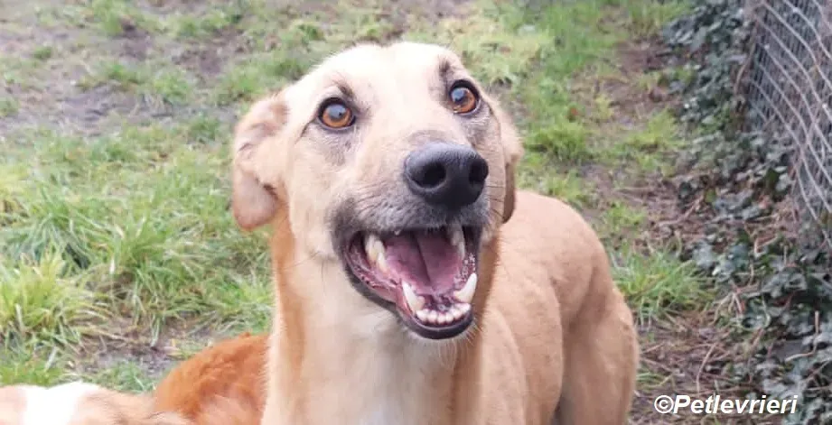 Kevin adozione levrieri greyhound 19