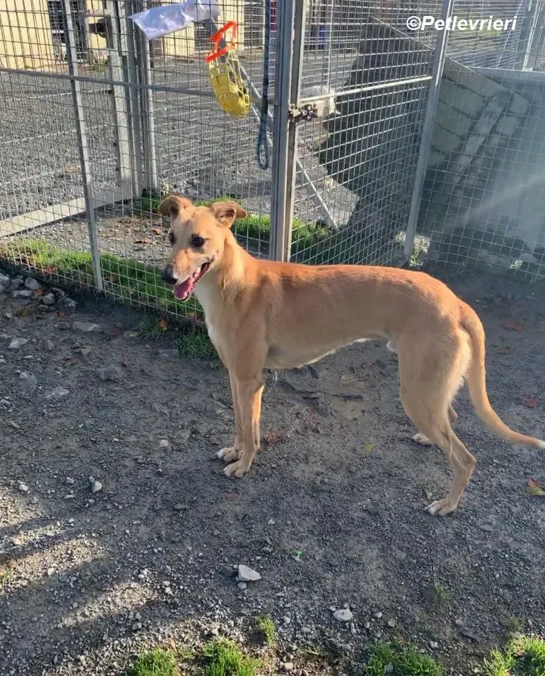 Kevin adozione levrieri greyhound 2