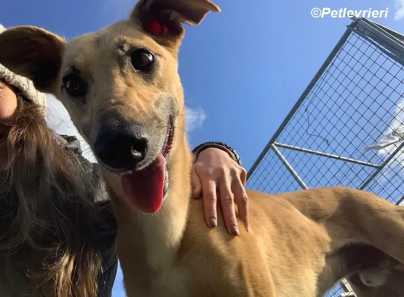 Kevin adozione levrieri greyhound 3