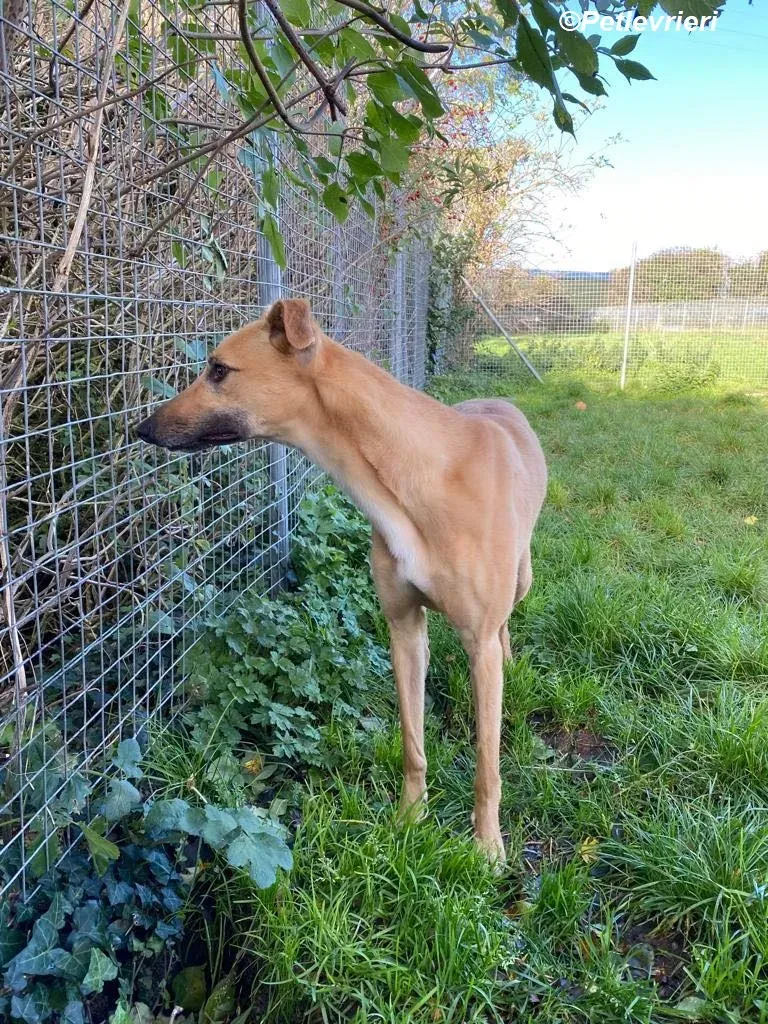 Kevin adozione levrieri greyhound 4
