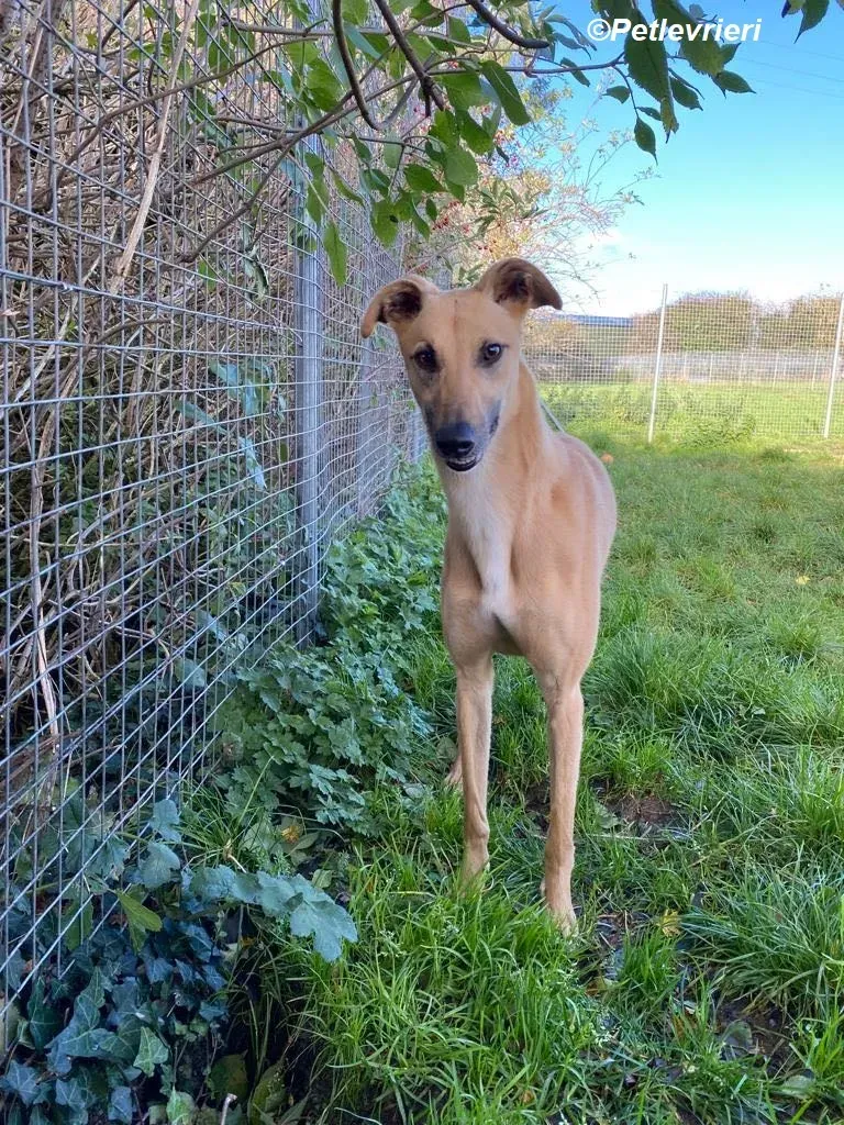 Kevin adozione levrieri greyhound 5 1