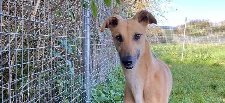 Kevin adozione levrieri greyhound 5 e1667577309194