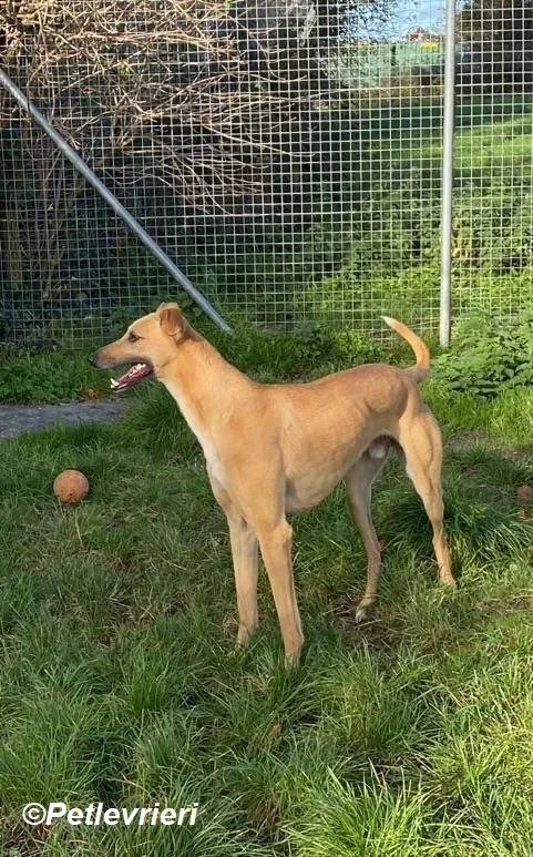 Kevin adozione levrieri greyhound 6
