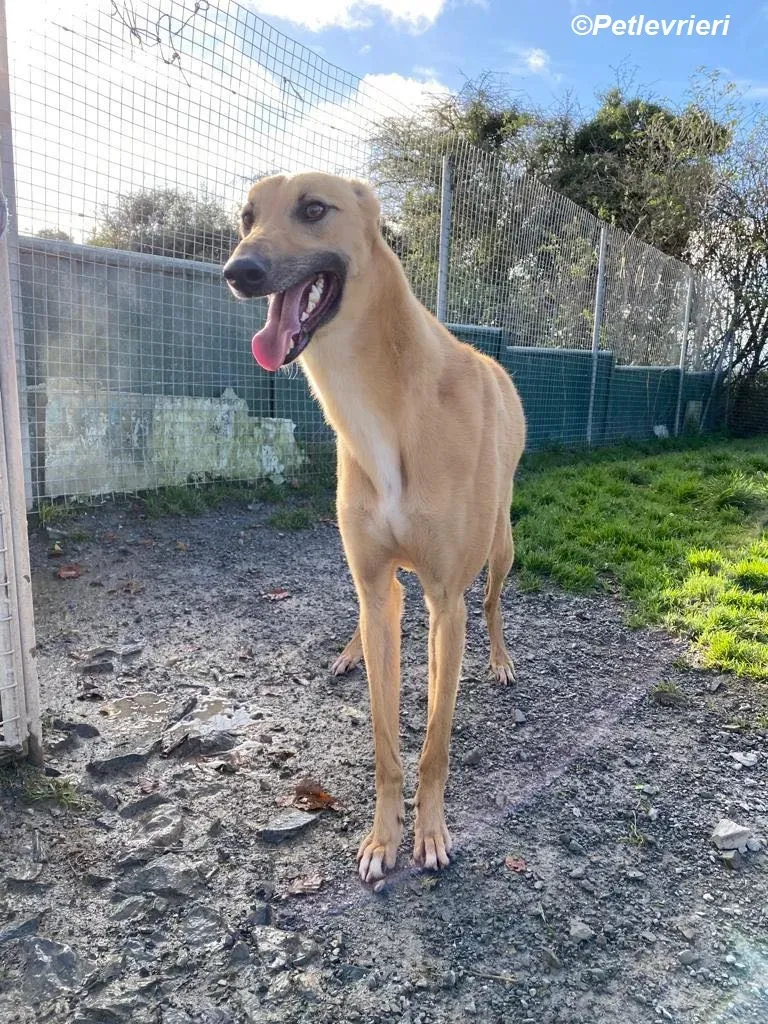 Kevin adozione levrieri greyhound 7
