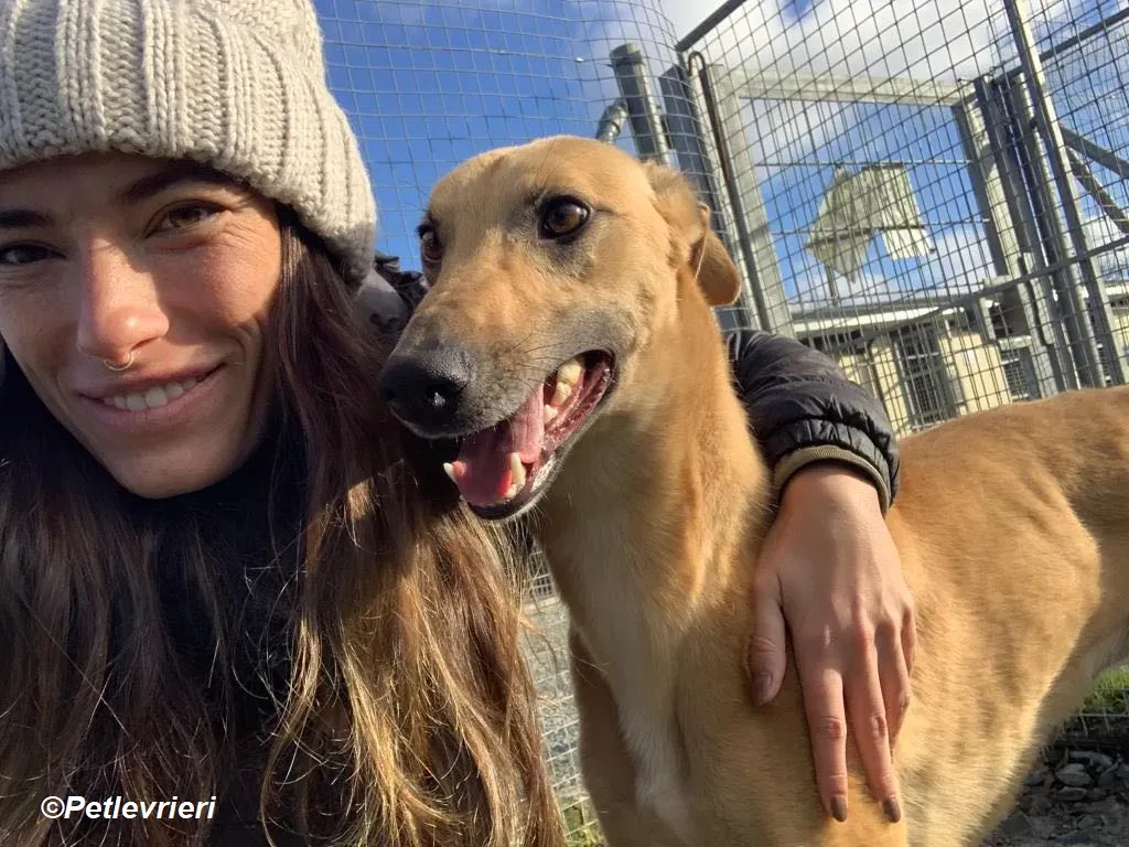 Kevin adozione levrieri greyhound 8