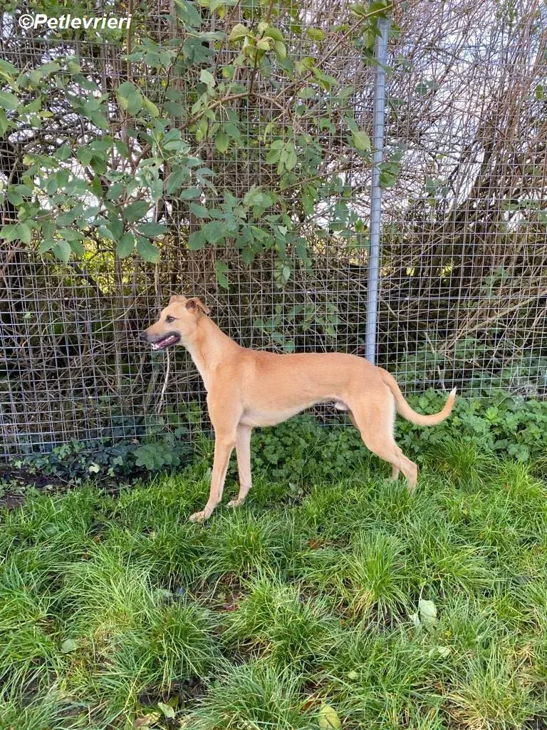 Kevin adozione levrieri greyhound 9