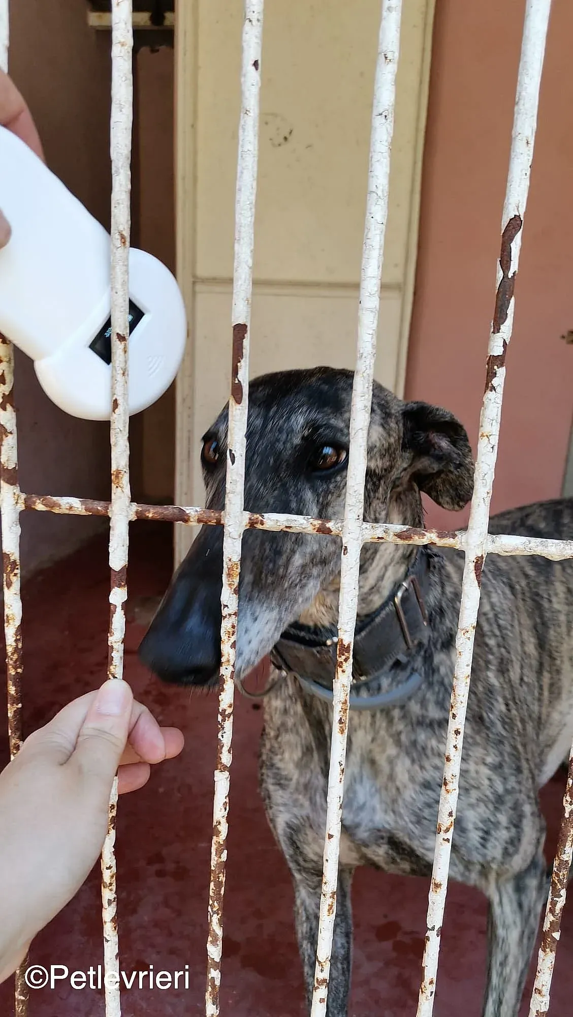 Kichi adozione levrieri galgo 01