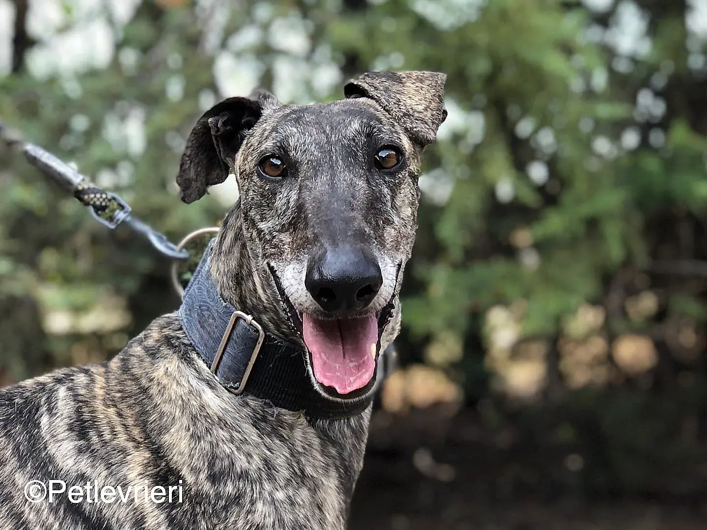 Kichi adozione levrieri galgo 02