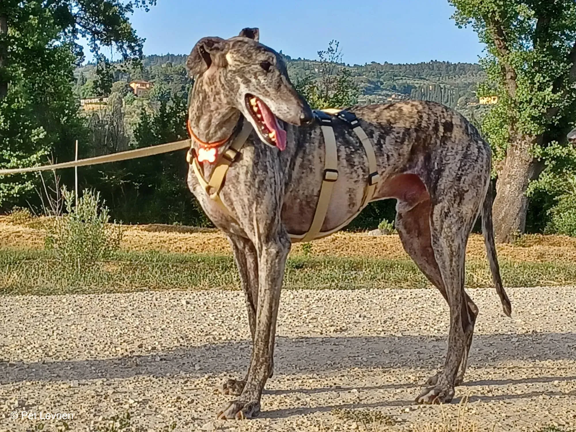 Kichi Galgo tigrato adozione levrieri foster cane 10