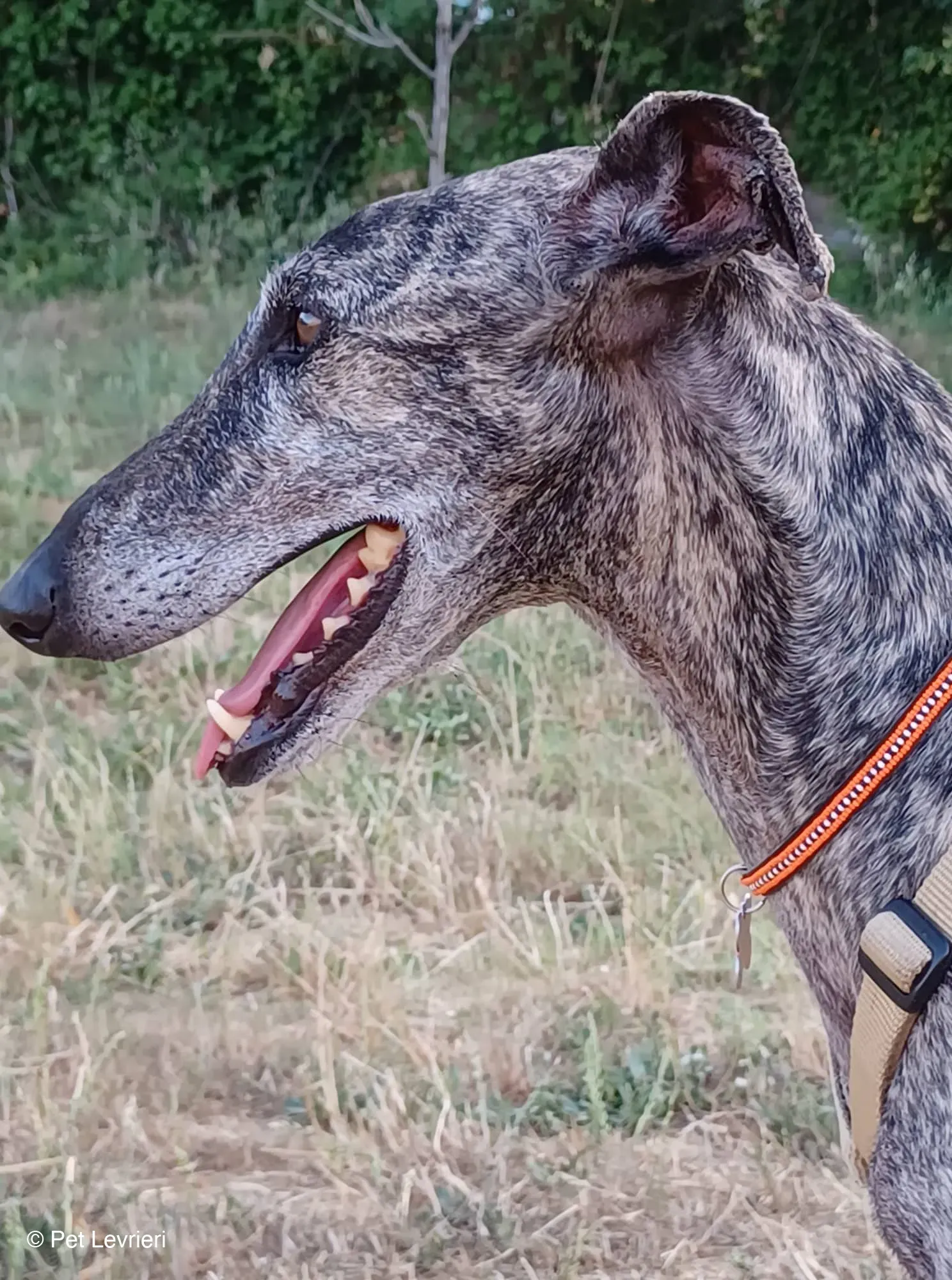 Kichi Galgo tigrato adozione levrieri foster cane 11