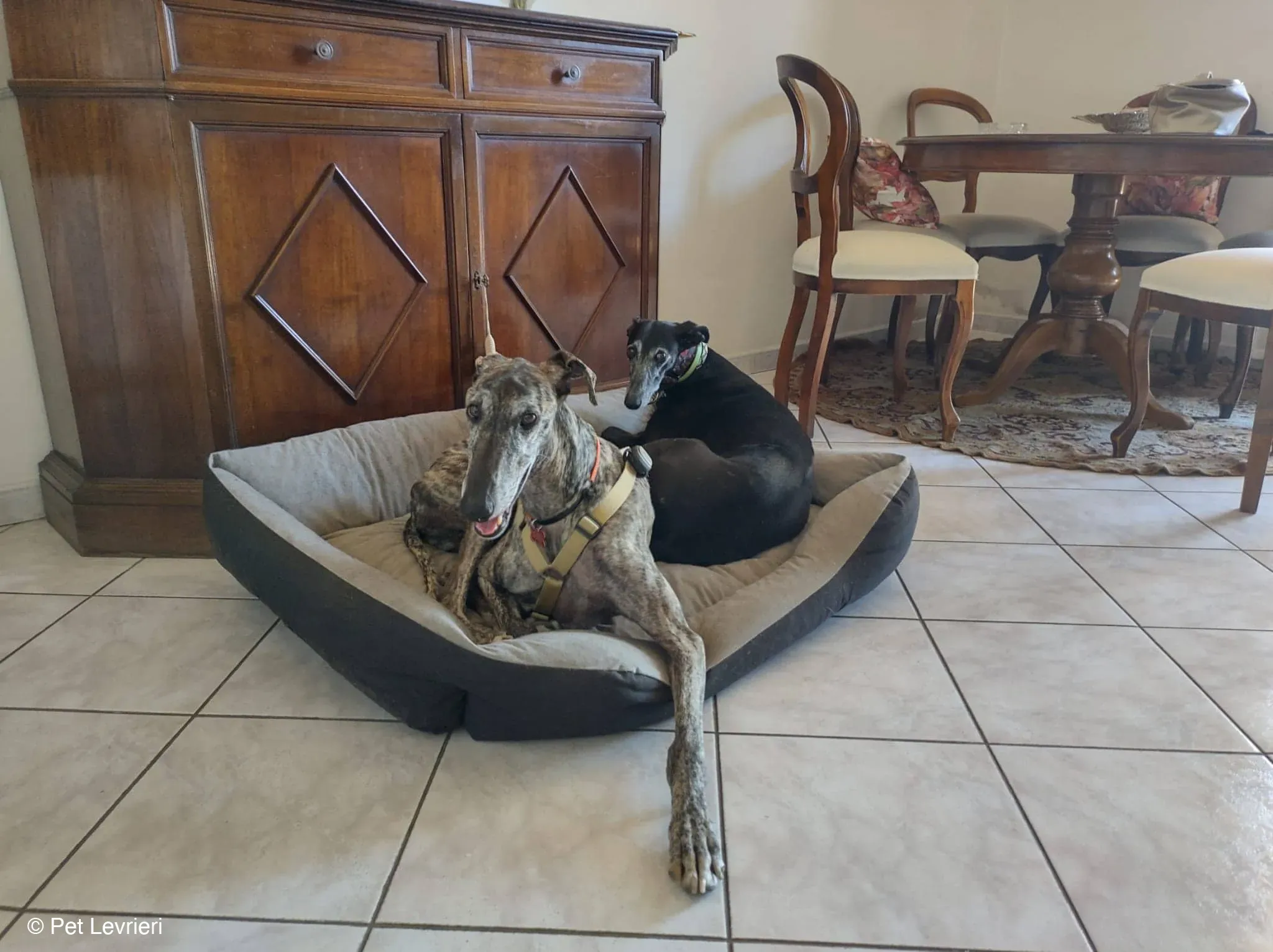 Kichi Galgo tigrato adozione levrieri foster cane 12