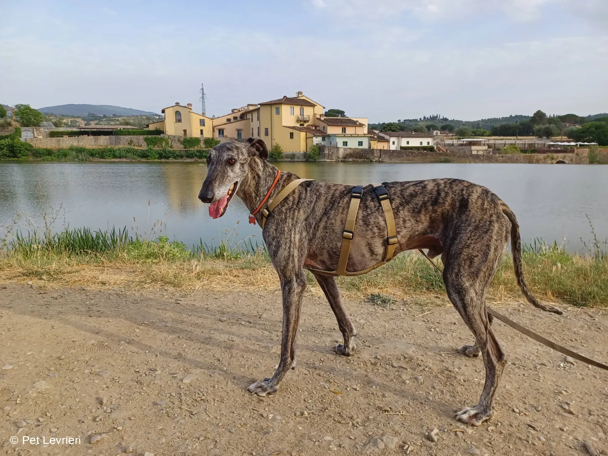Kichi Galgo tigrato adozione levrieri foster cane 13