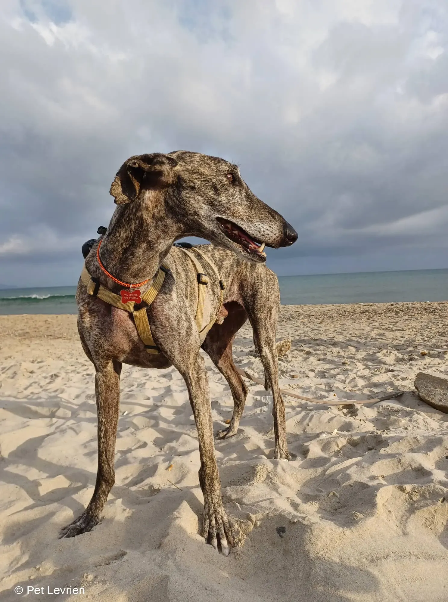 Kichi Galgo tigrato adozione levrieri foster cane 14