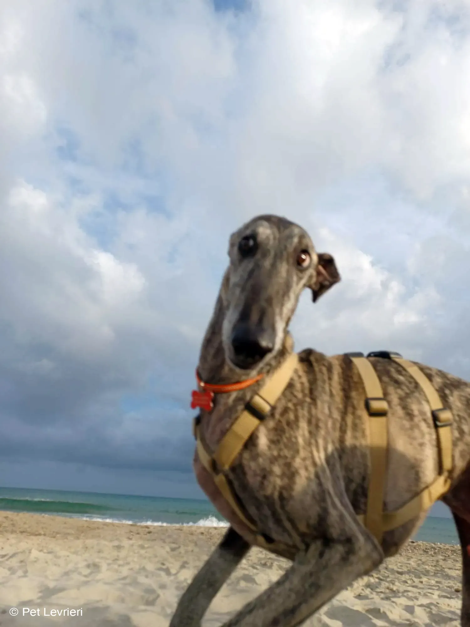 Kichi Galgo tigrato adozione levrieri foster cane 15