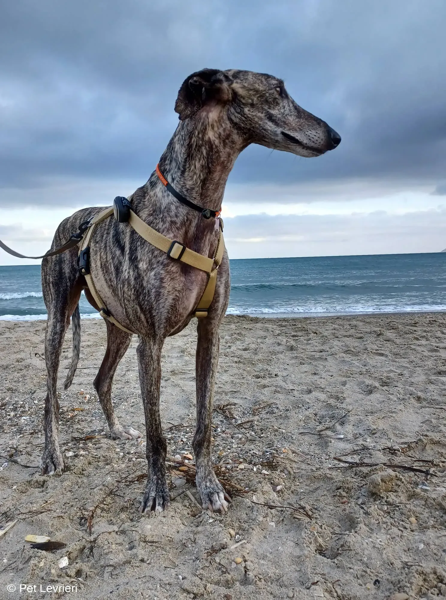 Kichi Galgo tigrato adozione levrieri foster cane 16