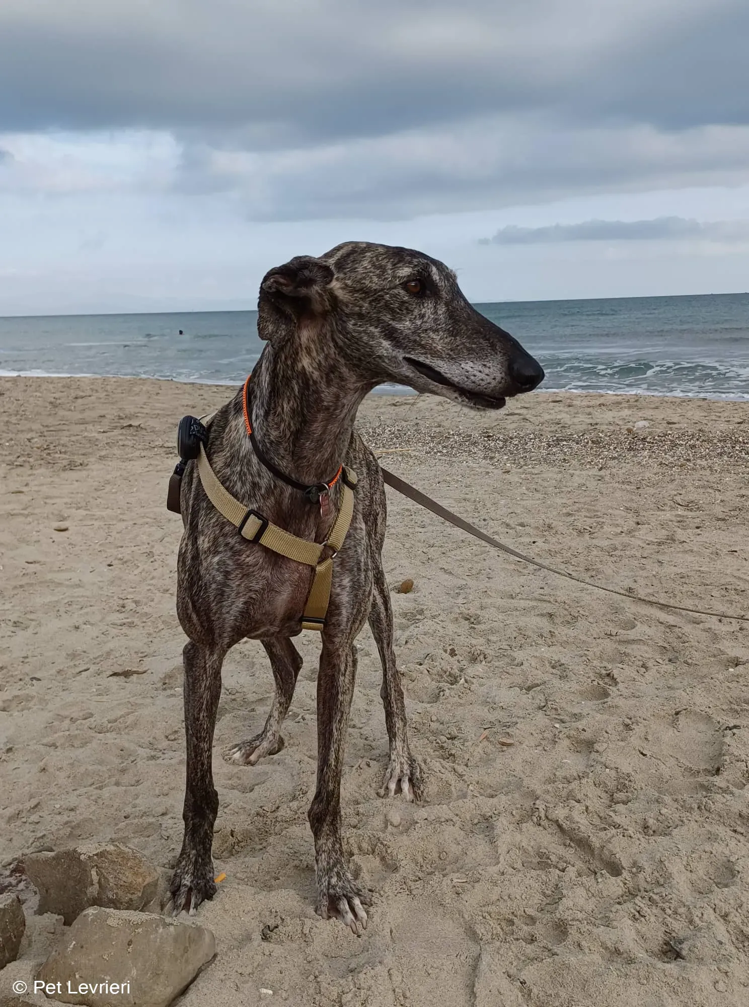 Kichi Galgo tigrato adozione levrieri foster cane 17