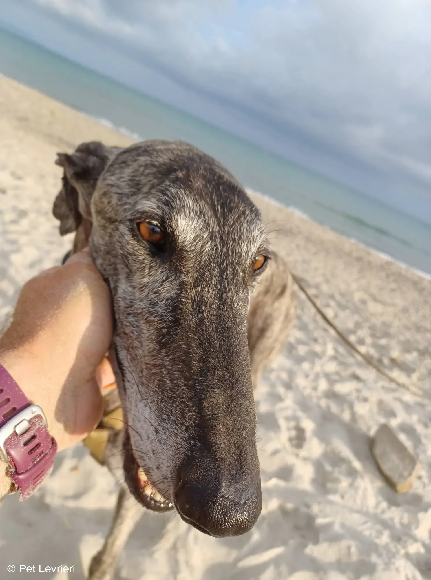 Kichi Galgo tigrato adozione levrieri foster cane 18