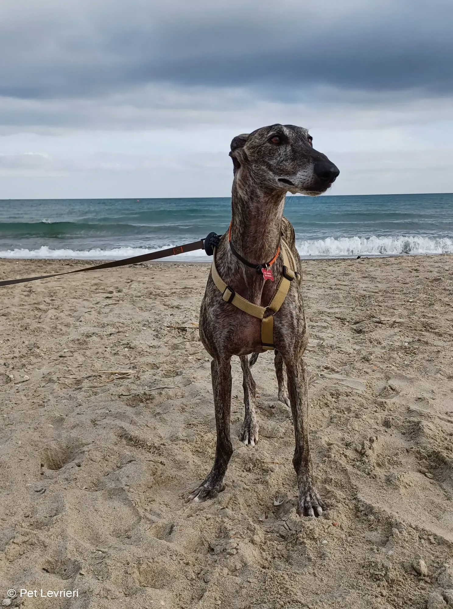 Kichi Galgo tigrato adozione levrieri foster cane 19