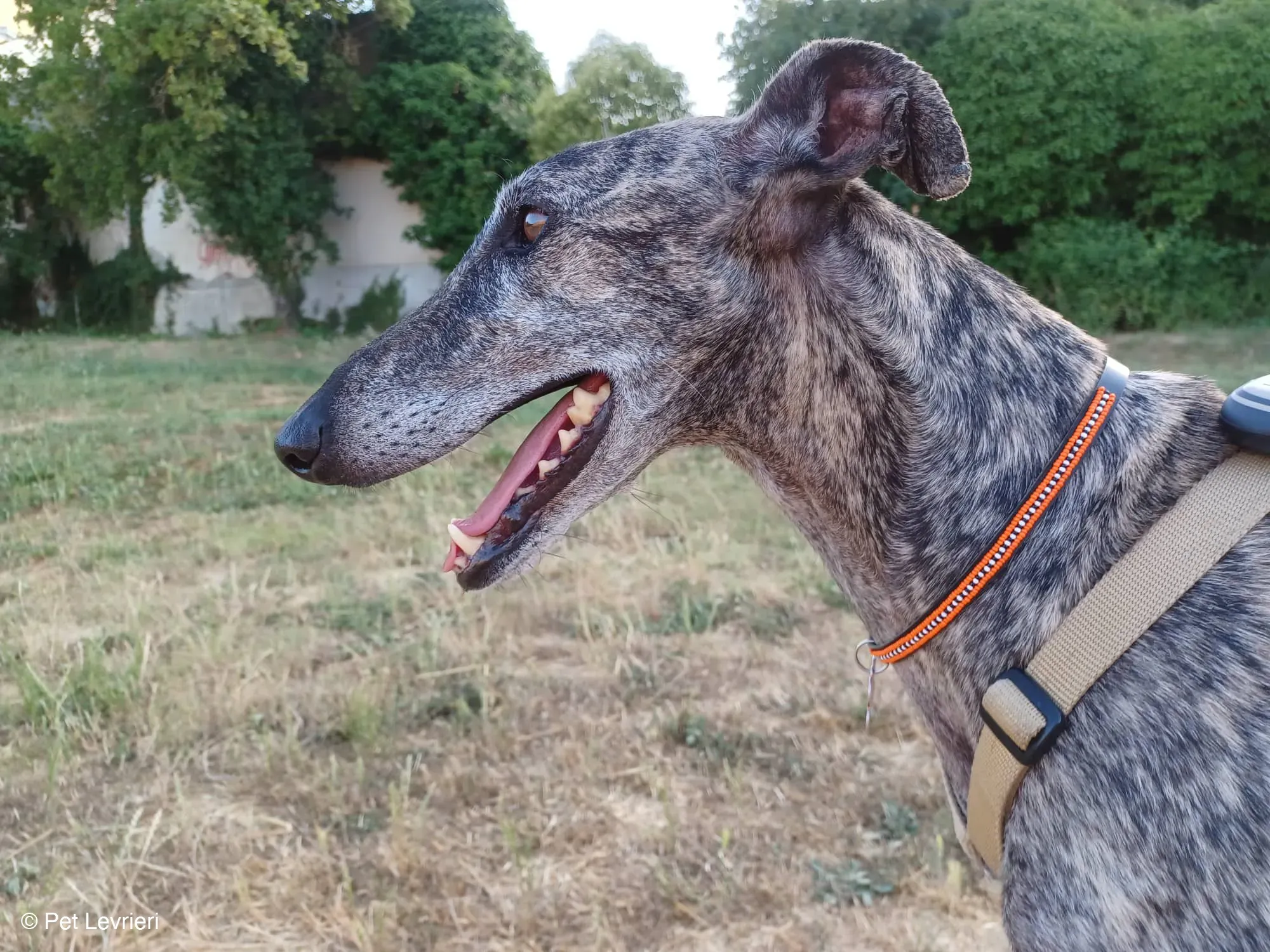 Kichi Galgo tigrato adozione levrieri foster cane 2