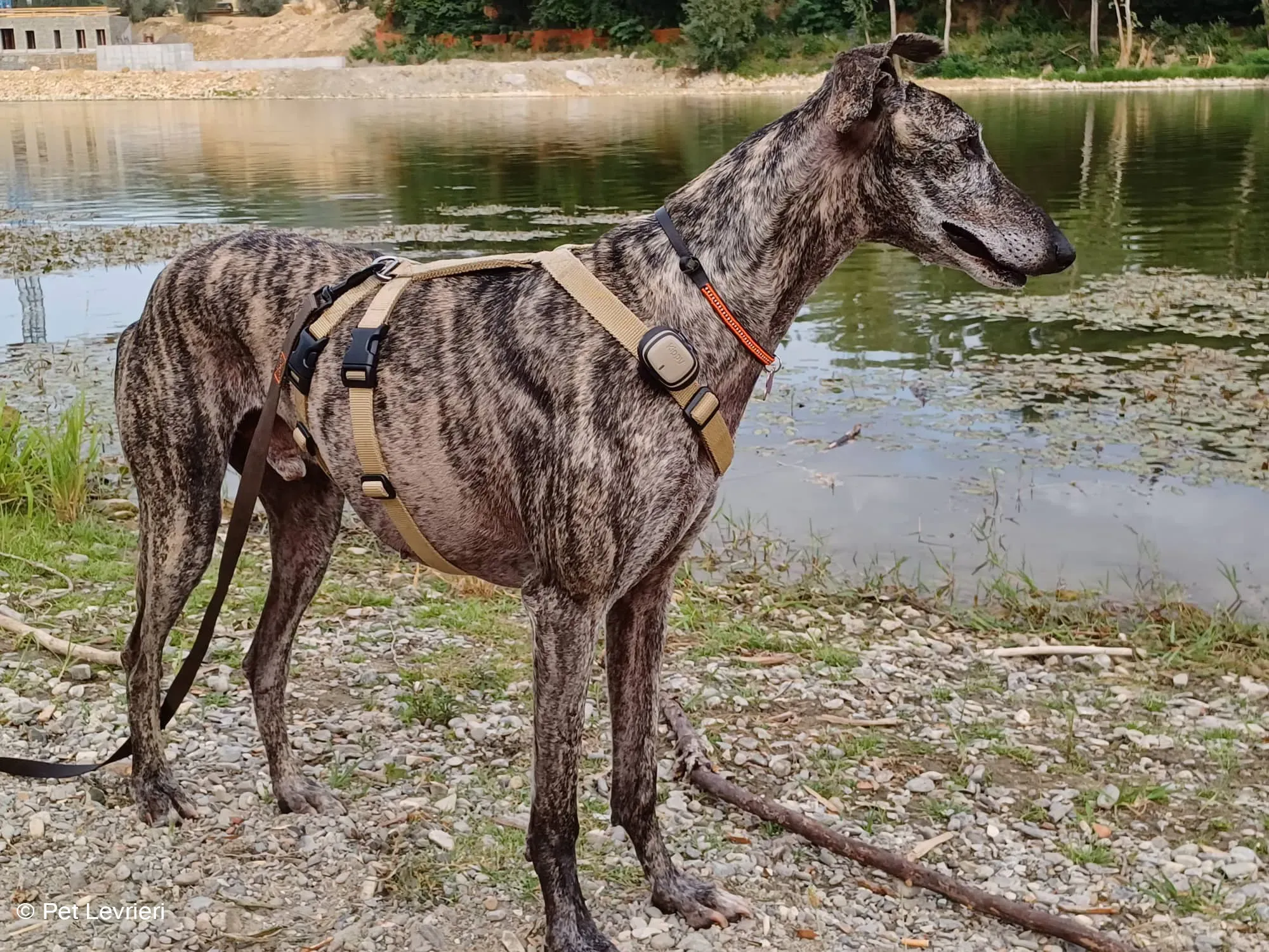Kichi Galgo tigrato adozione levrieri foster cane 20