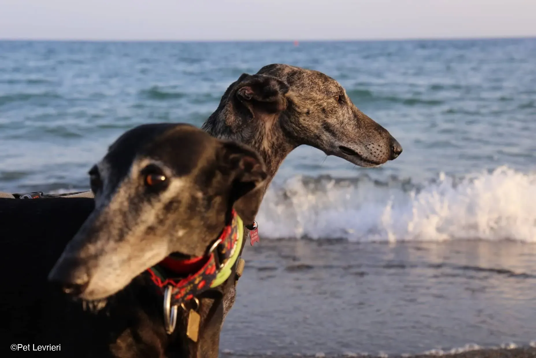 Kichi Galgo tigrato adozione levrieri foster cane 21