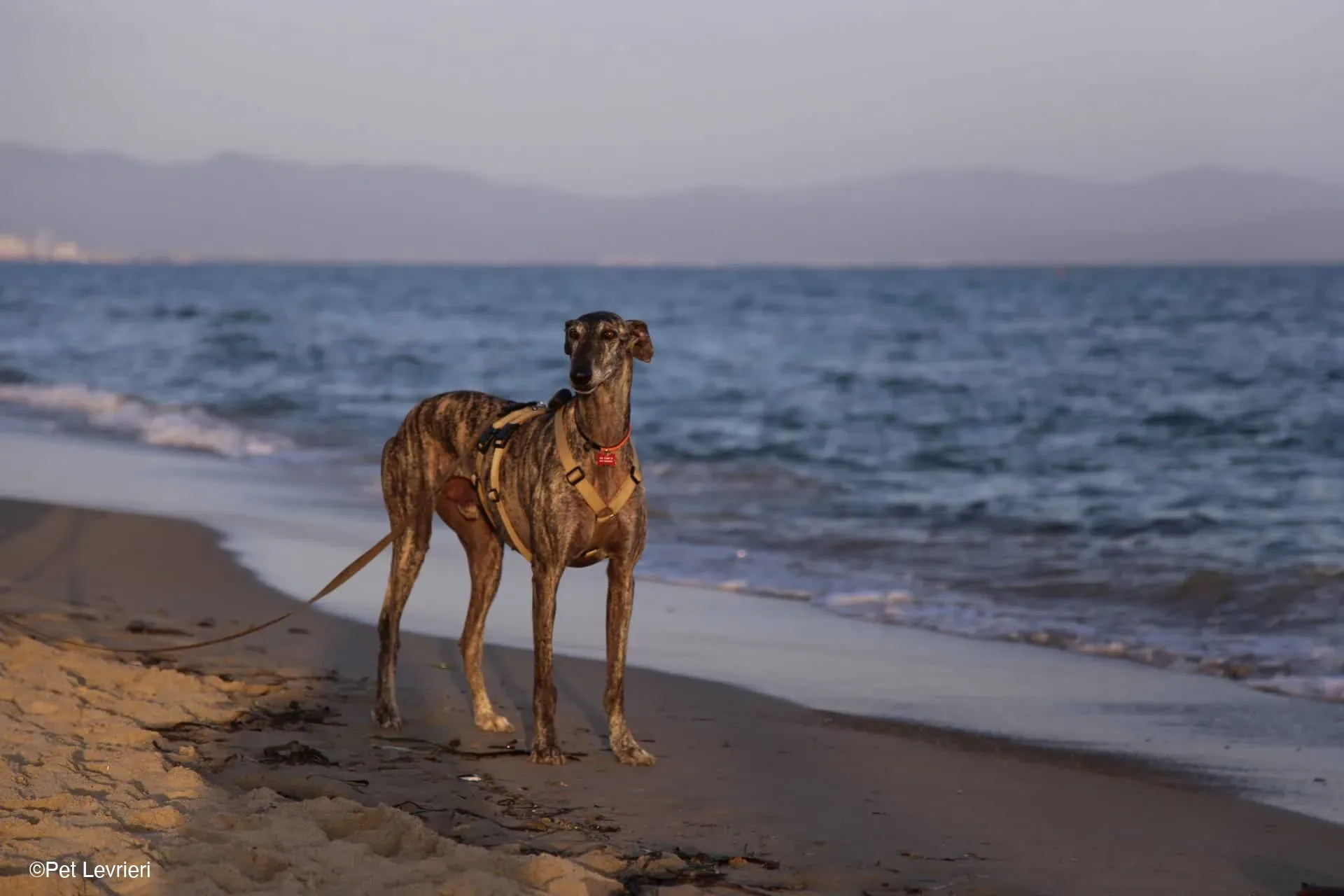 Kichi Galgo tigrato adozione levrieri foster cane 22