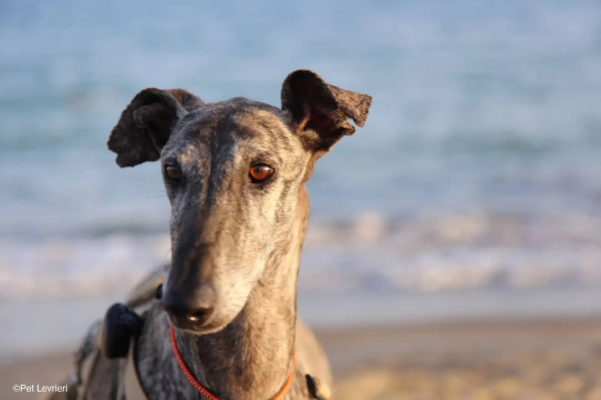 Kichi Galgo tigrato adozione levrieri foster cane 23