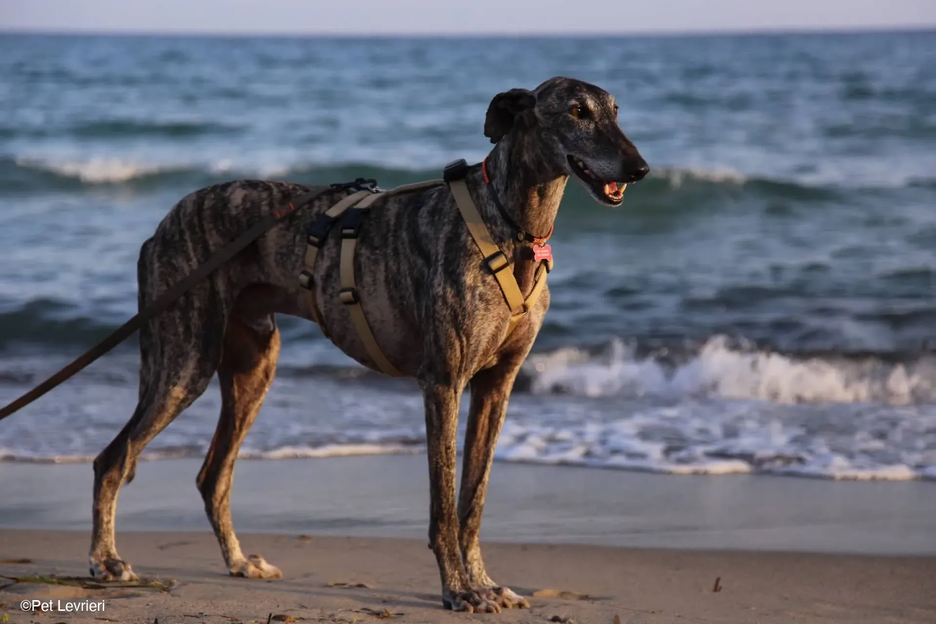 Kichi Galgo tigrato adozione levrieri foster cane 24
