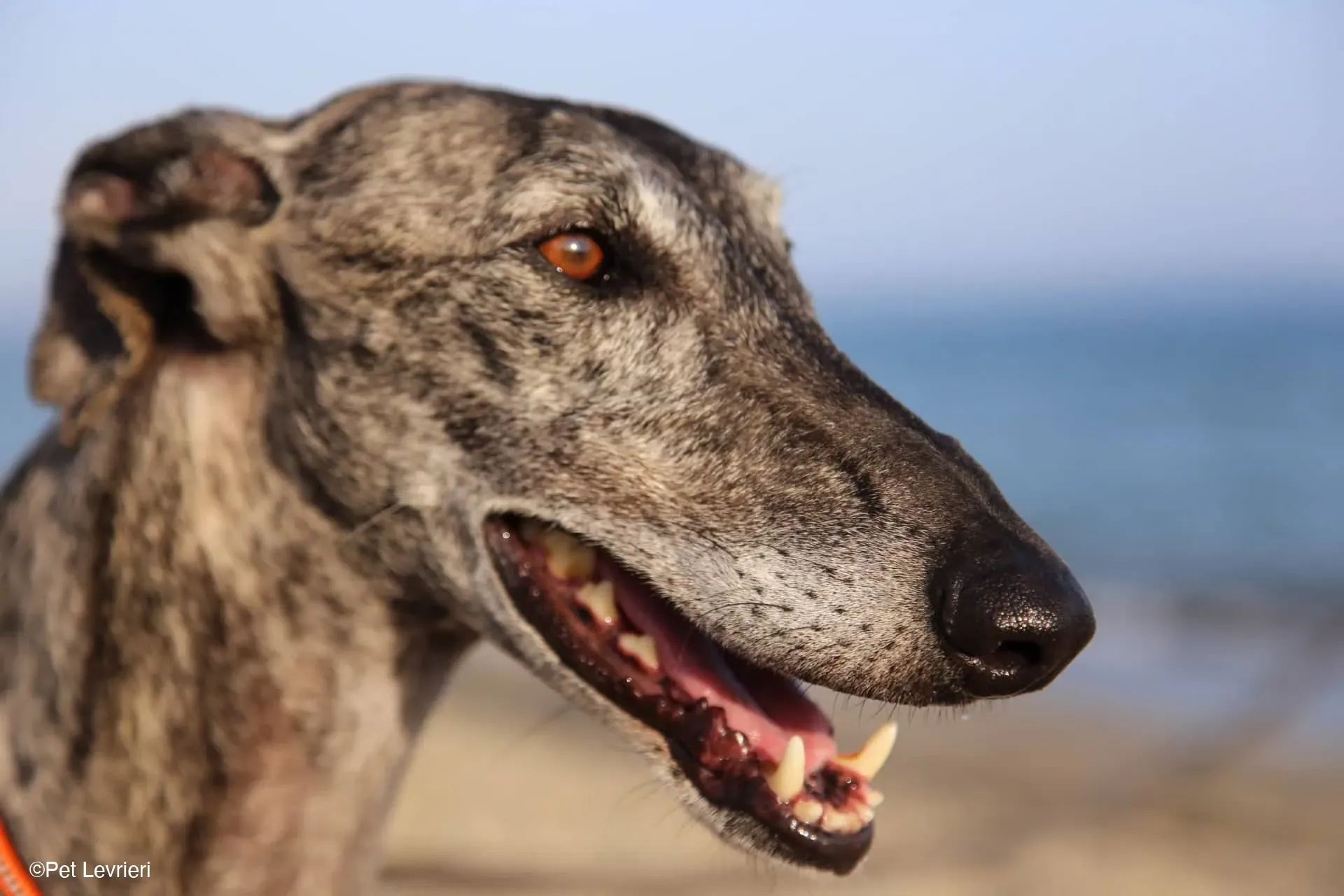 Kichi Galgo tigrato adozione levrieri foster cane 25