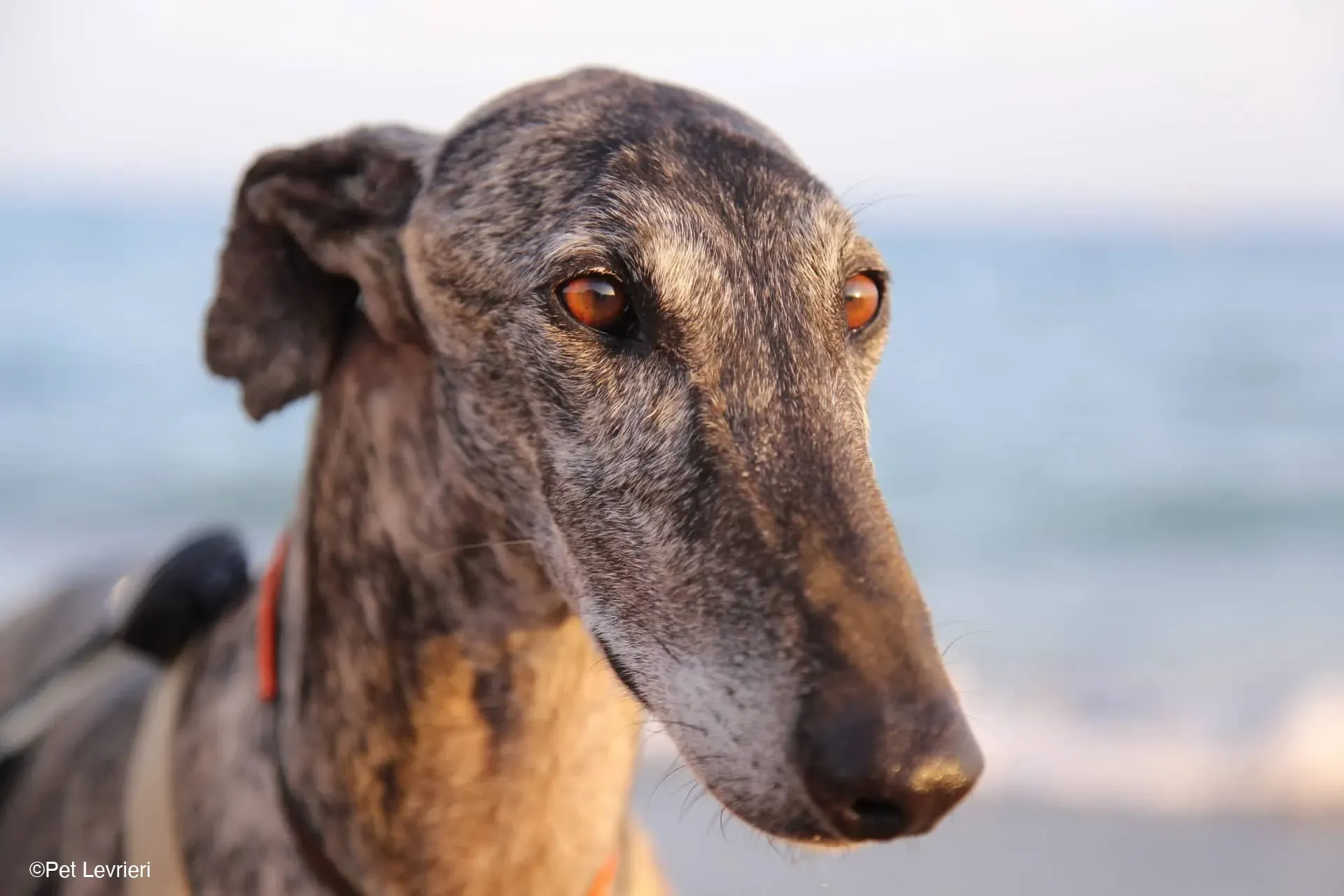Kichi Galgo tigrato adozione levrieri foster cane 26