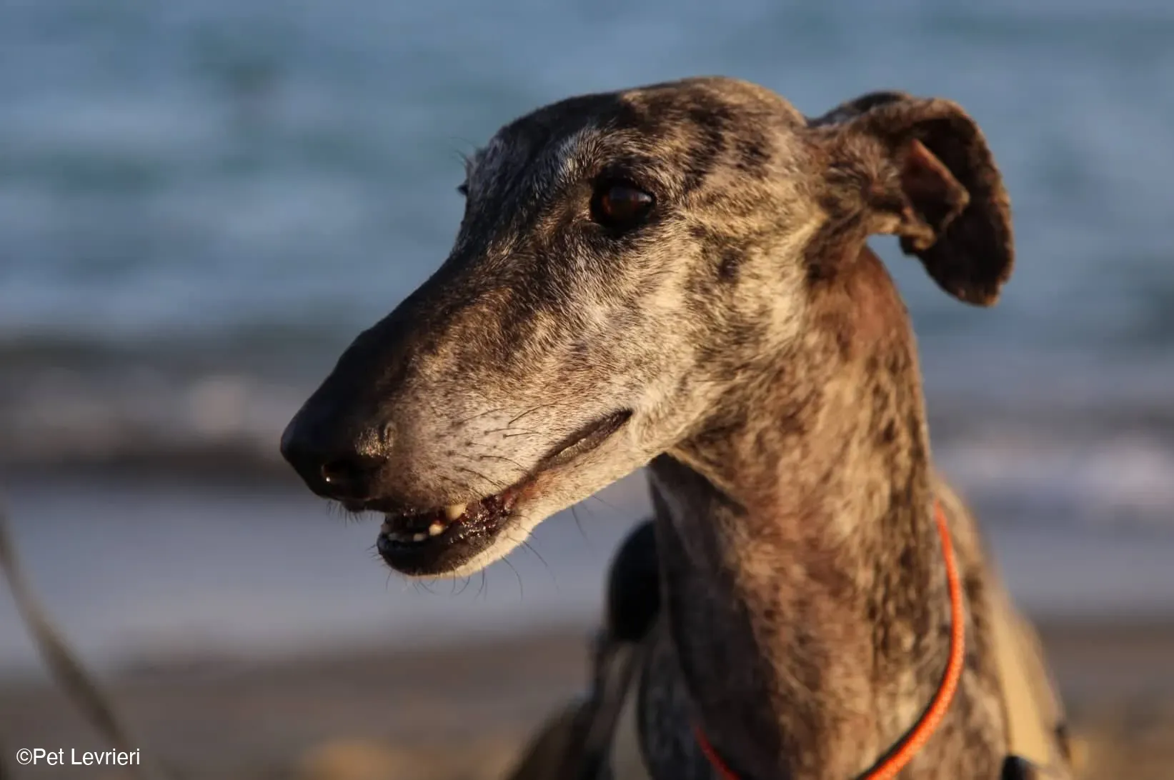 Kichi Galgo tigrato adozione levrieri foster cane 28