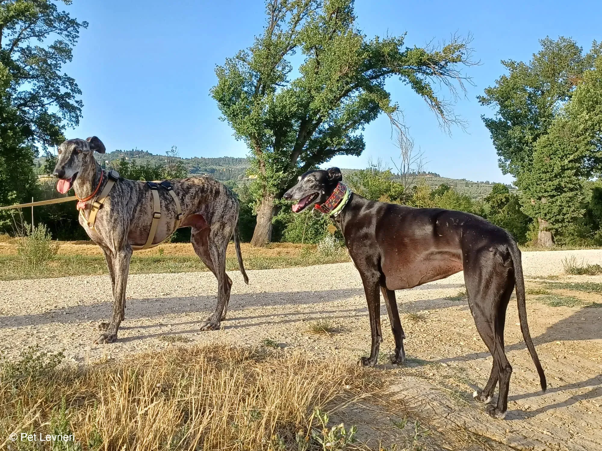 Kichi Galgo tigrato adozione levrieri foster cane 3