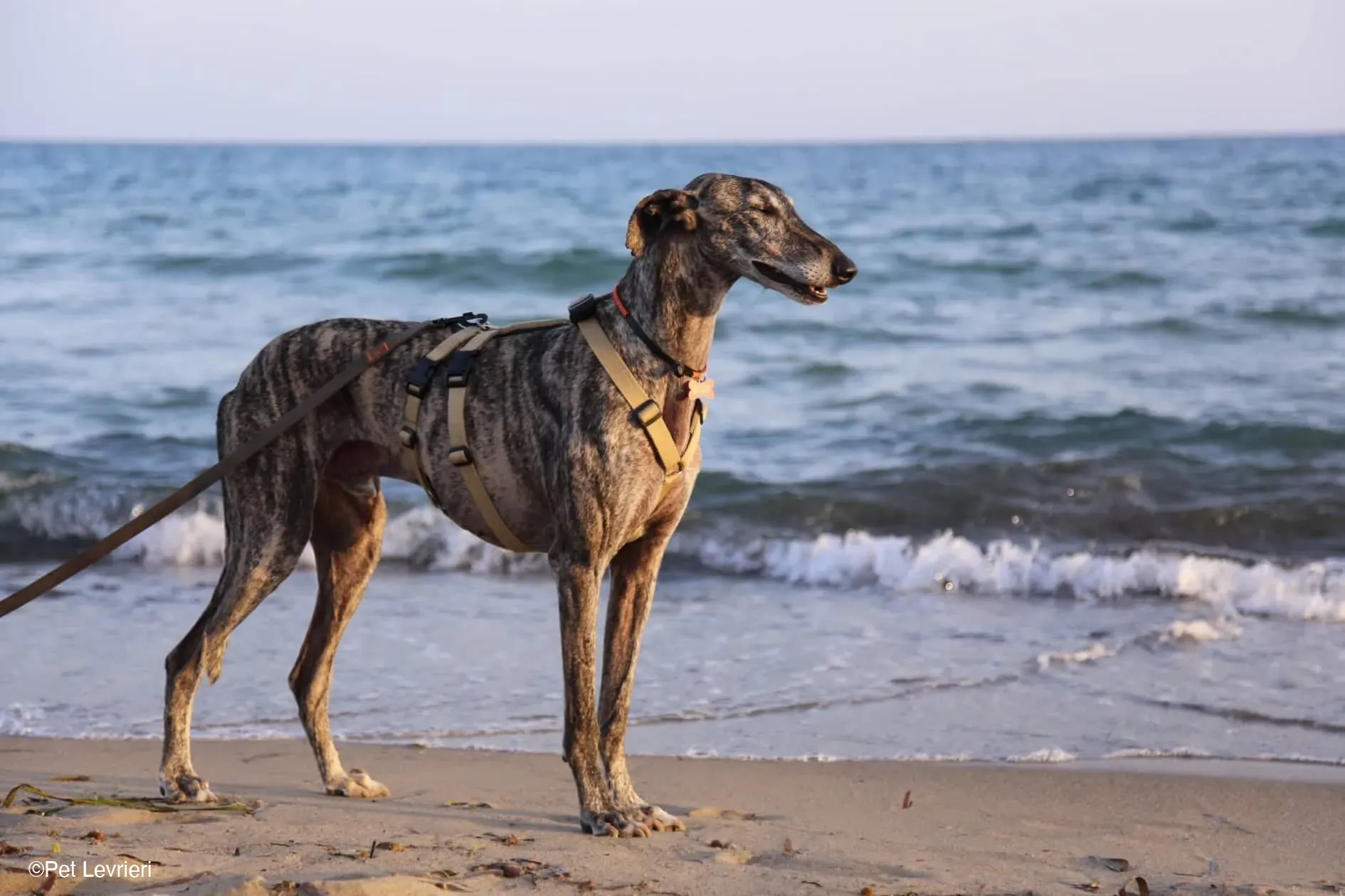 Kichi Galgo tigrato adozione levrieri foster cane 31