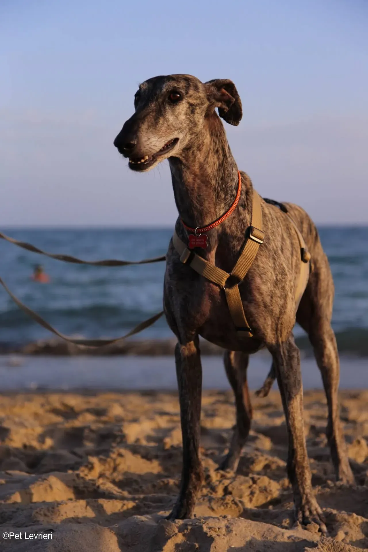 Kichi Galgo tigrato adozione levrieri foster cane 32