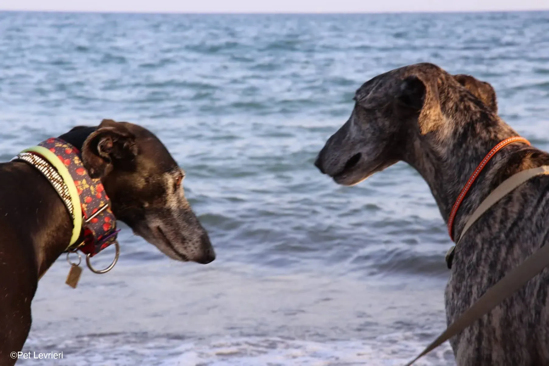 Kichi Galgo tigrato adozione levrieri foster cane 33