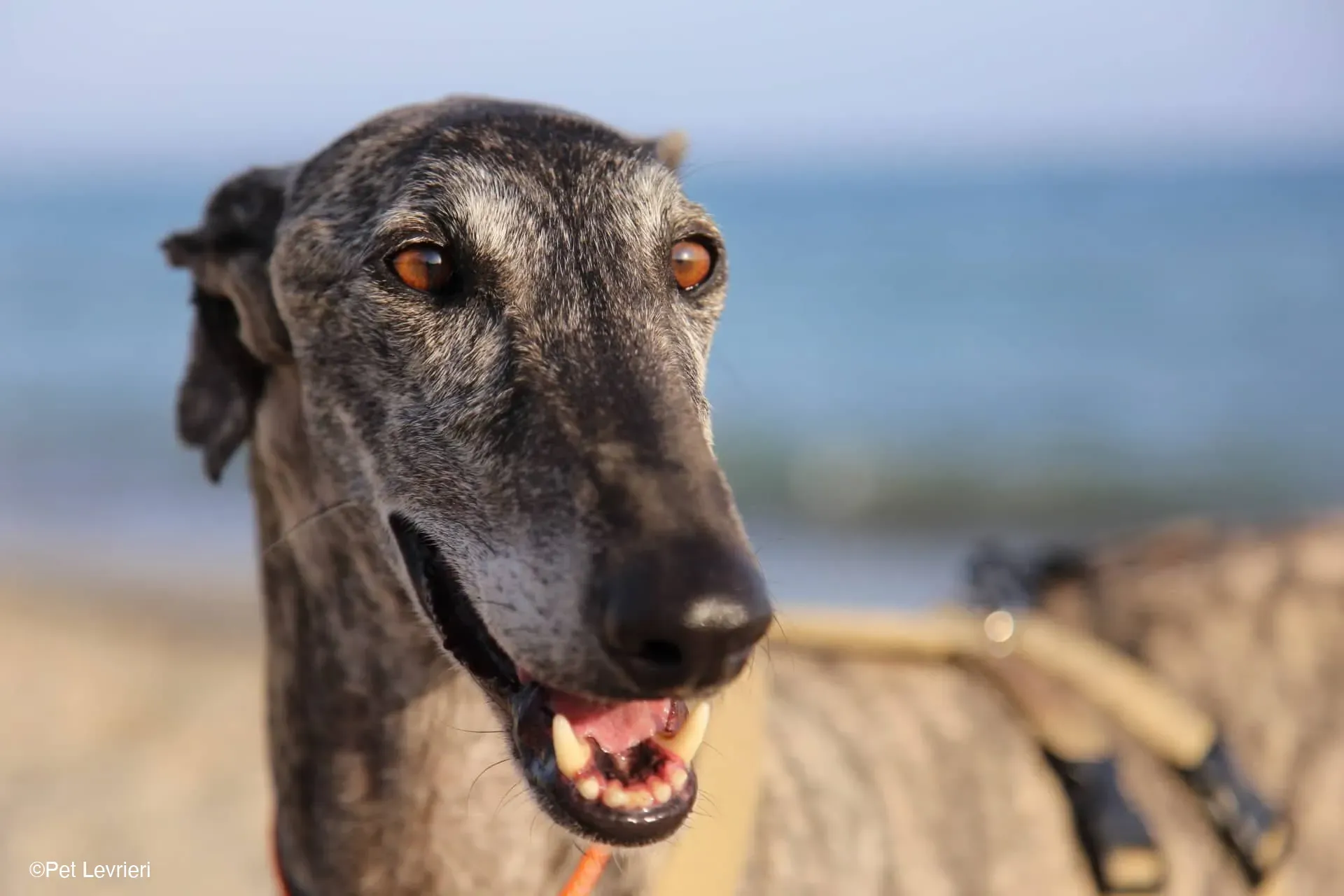 Kichi Galgo tigrato adozione levrieri foster cane 34