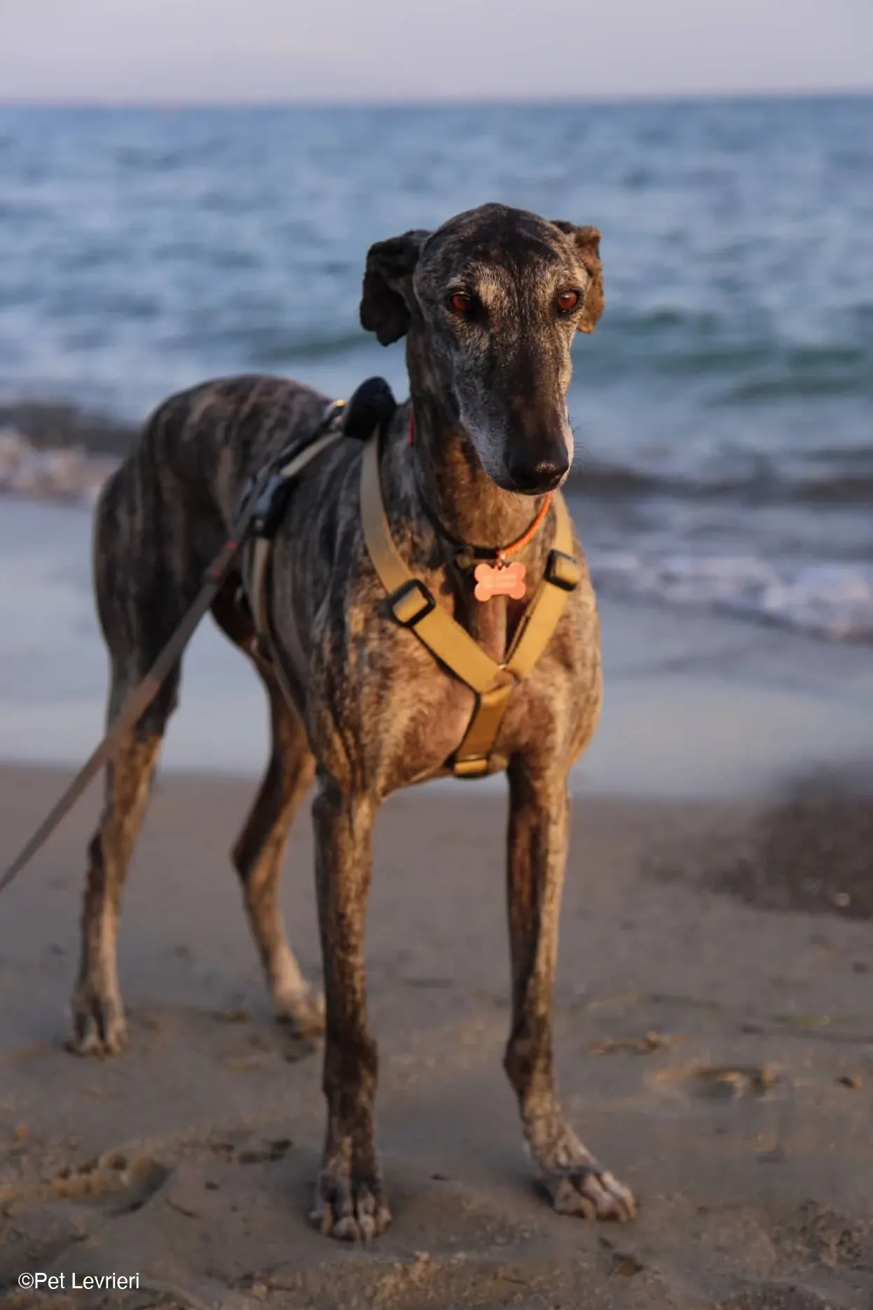 Kichi Galgo tigrato adozione levrieri foster cane 35