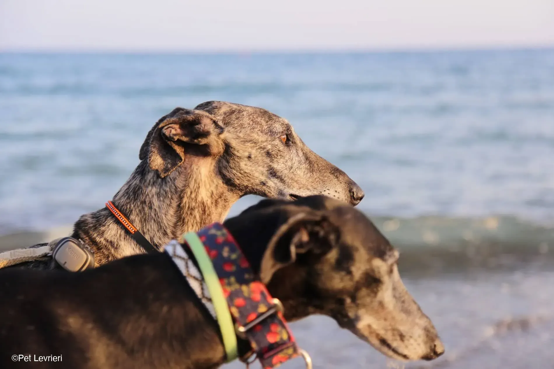 Kichi Galgo tigrato adozione levrieri foster cane 36