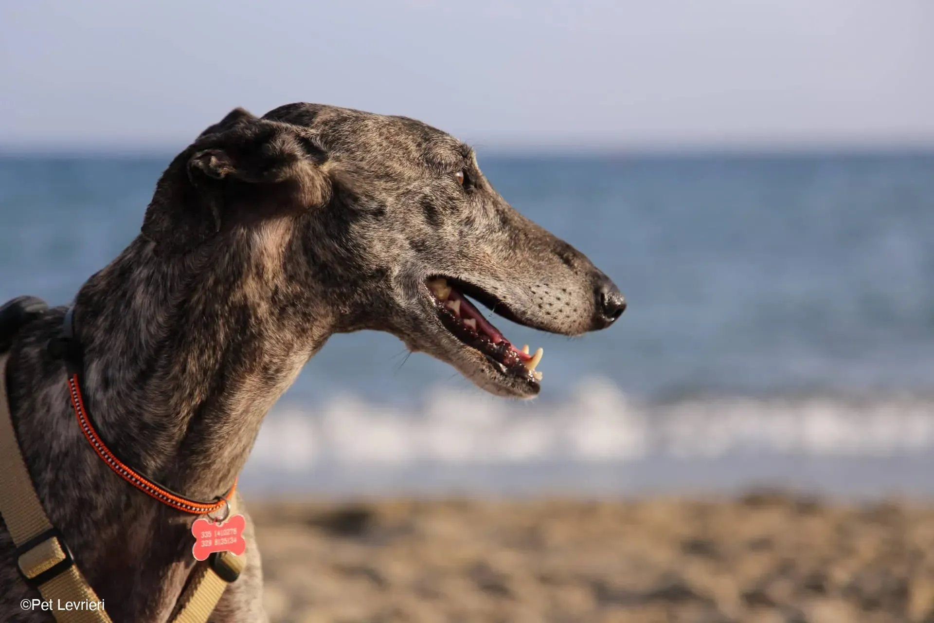 Kichi Galgo tigrato adozione levrieri foster cane 37