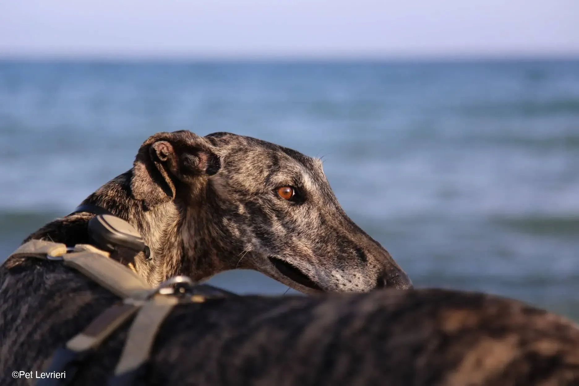 Kichi Galgo tigrato adozione levrieri foster cane 39