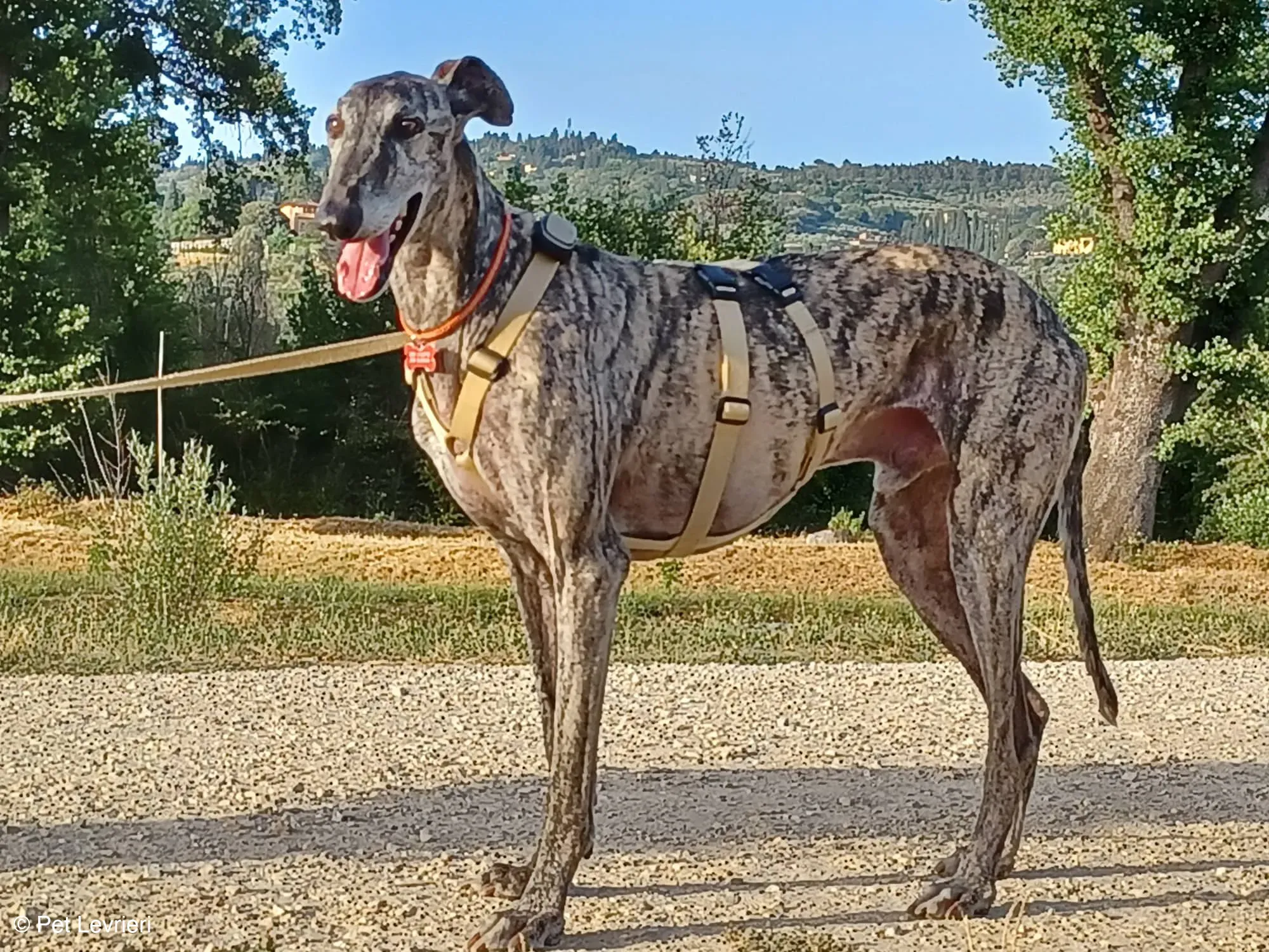 Kichi Galgo tigrato adozione levrieri foster cane 4