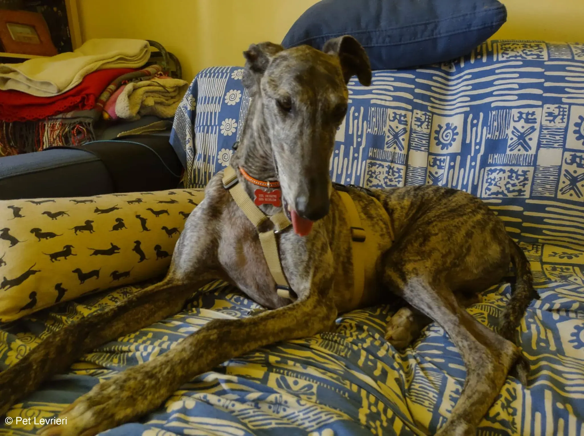 Kichi Galgo tigrato adozione levrieri foster cane 6